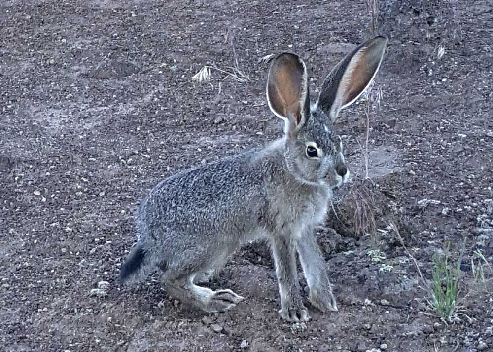 Offbeat Oregon: A century ago, bunny-massacre parties were all the